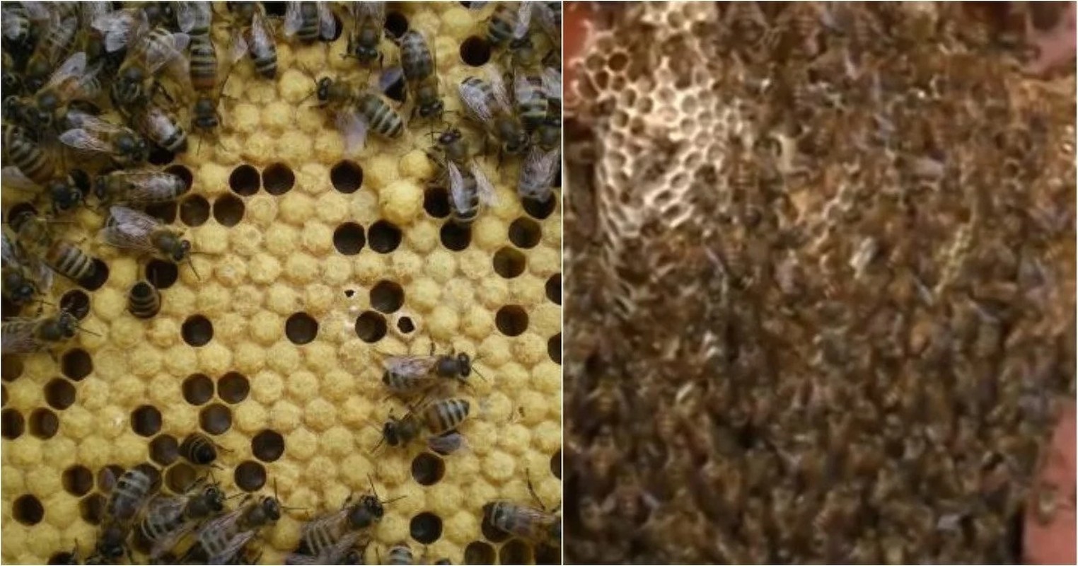 Thu nhap khung nho to ong o trong nha suot 12 nam-Hinh-6